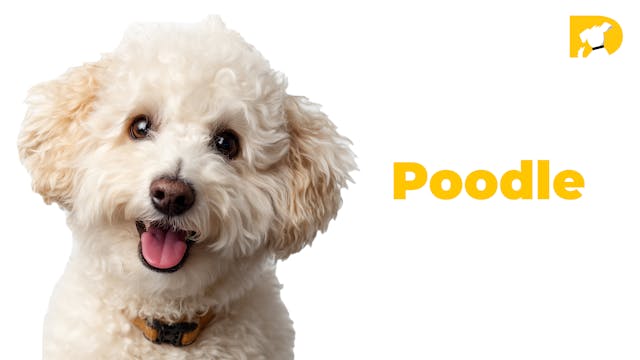 Poodle