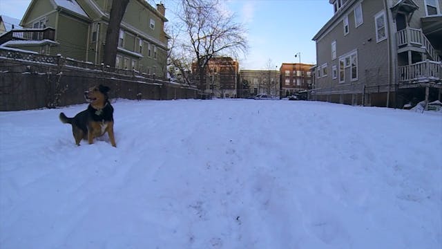 Backyard Snow Day