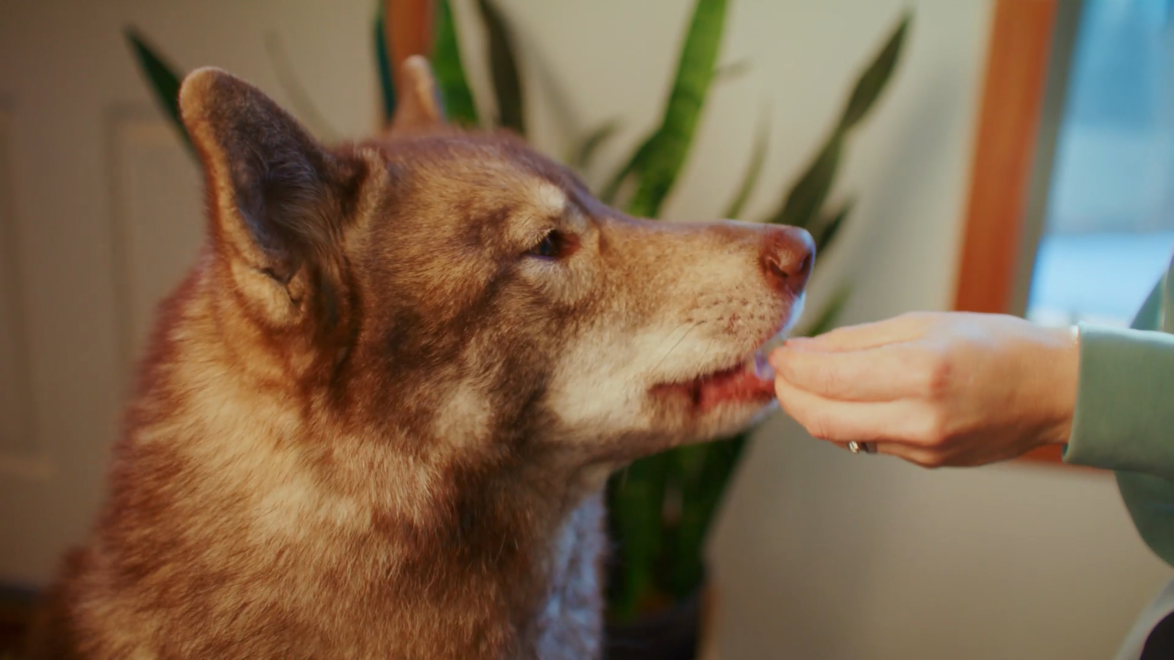 3 Ways to Improve the Bond with Your Dog