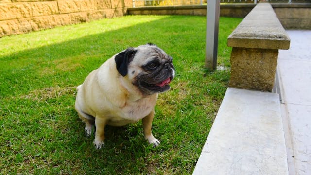 Puggo