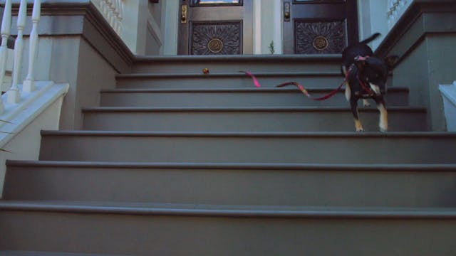 Stoop Crawl