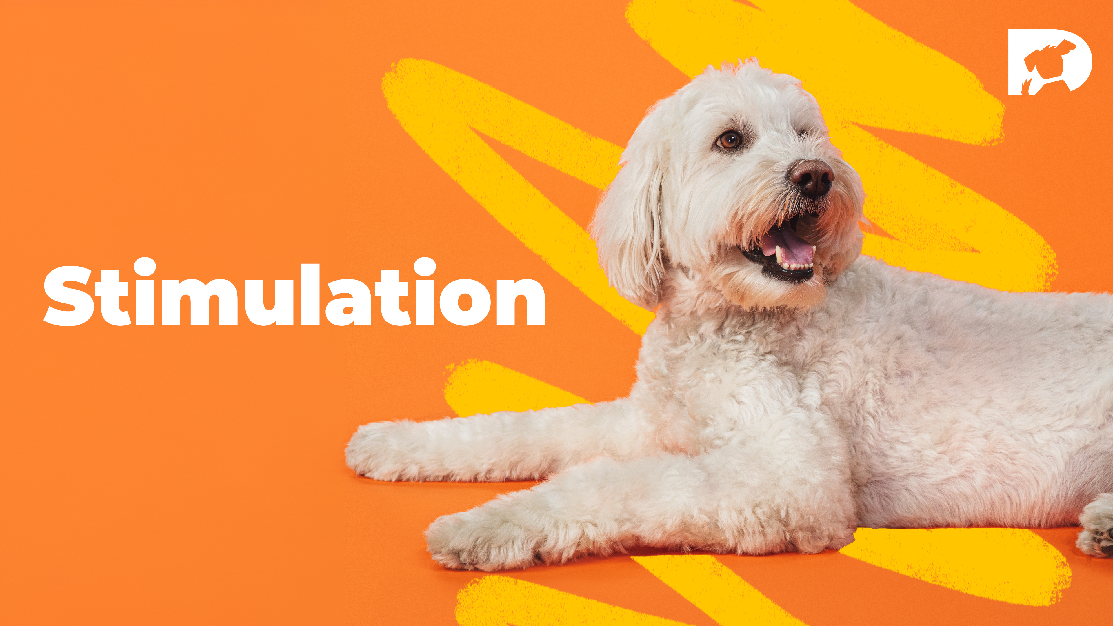 Fun, Stimulating Videos to Enrich Your Dog’s Day