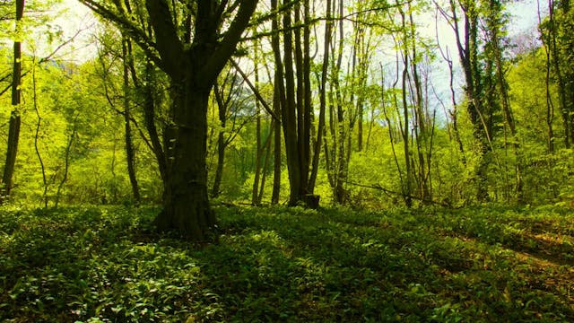 Wild Nature