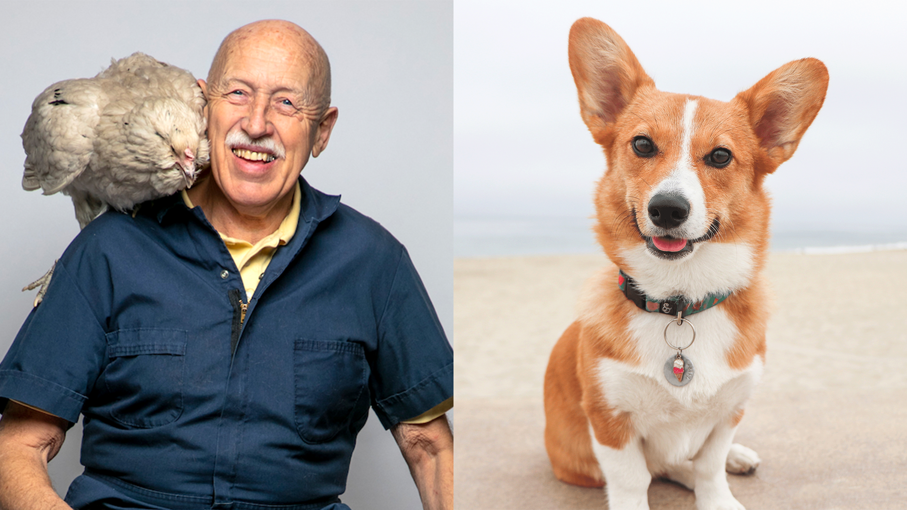 Dr. Pol, Ziggy the Corgi & How Pets Keep Changing Lives