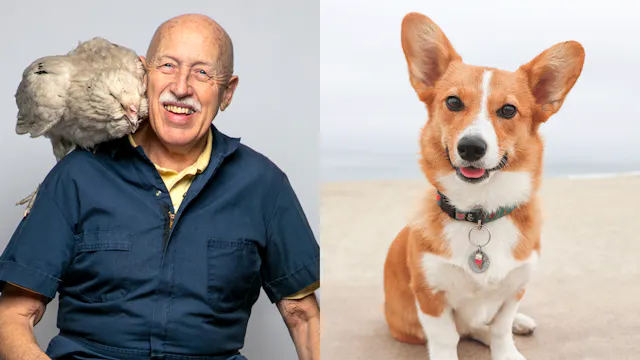 Dr. Pol, Ziggy the Corgi & How Pets K...