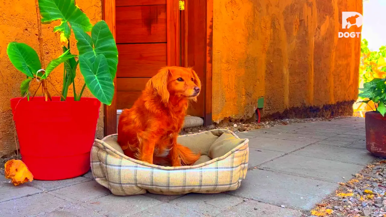 Ahhh Season 1 DOGTV ahhh-season-1-dogtv