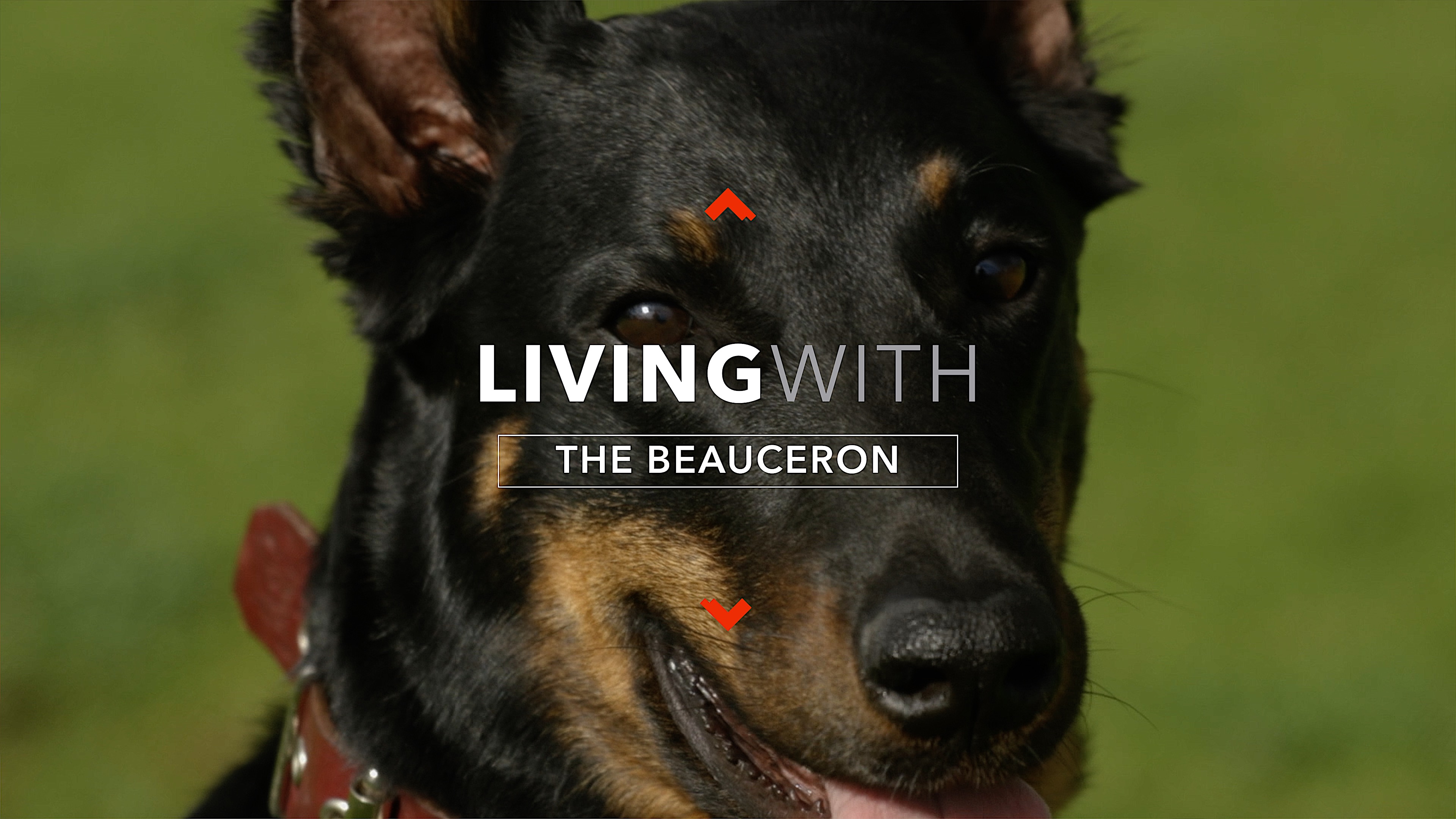 ALL ABOUT LIVING WITH A BEAUCERON DOG