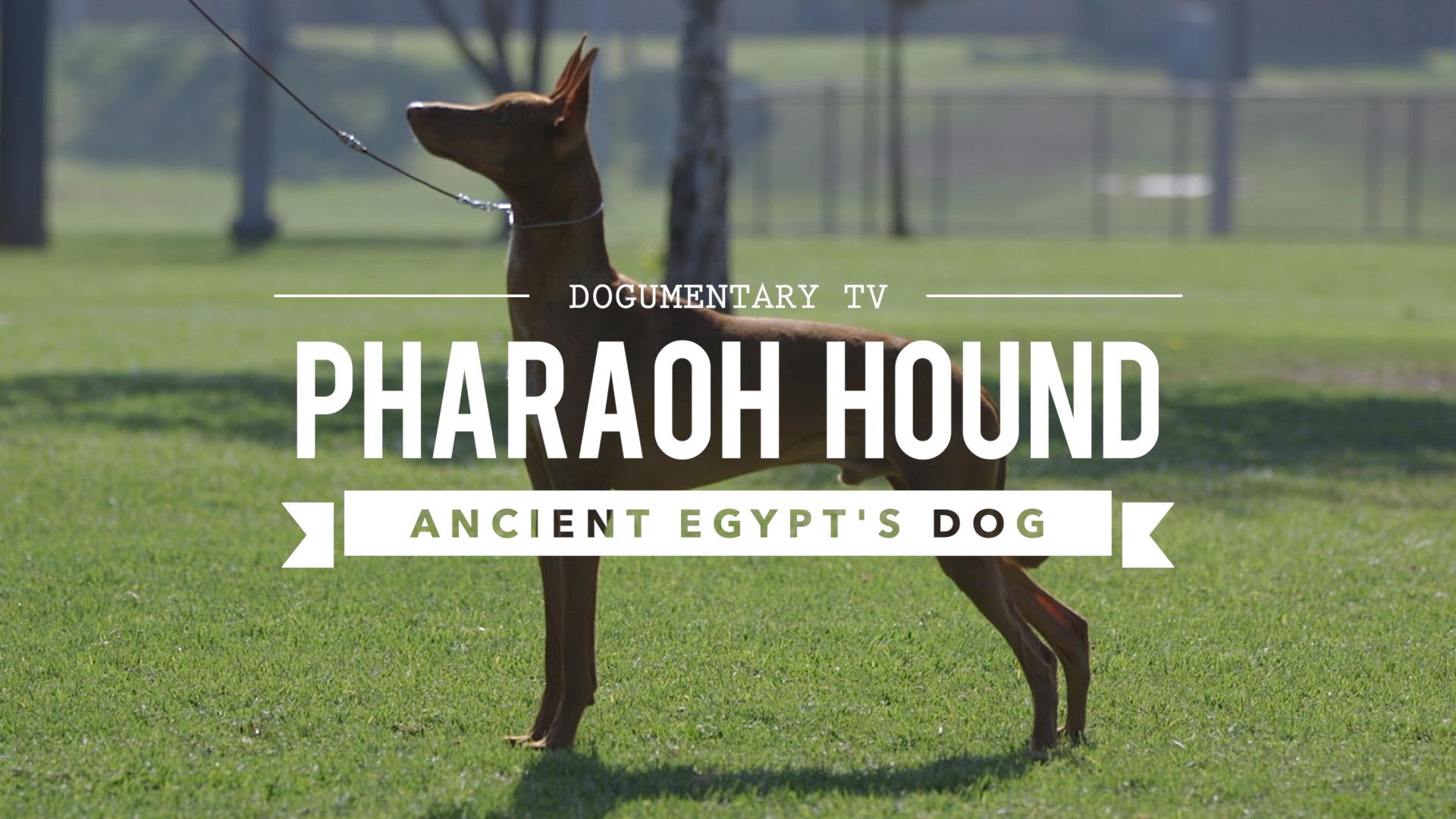 Dogumentary TV Video