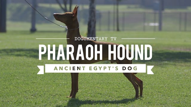 ALL ABOUT THE PHARAOH HOUND