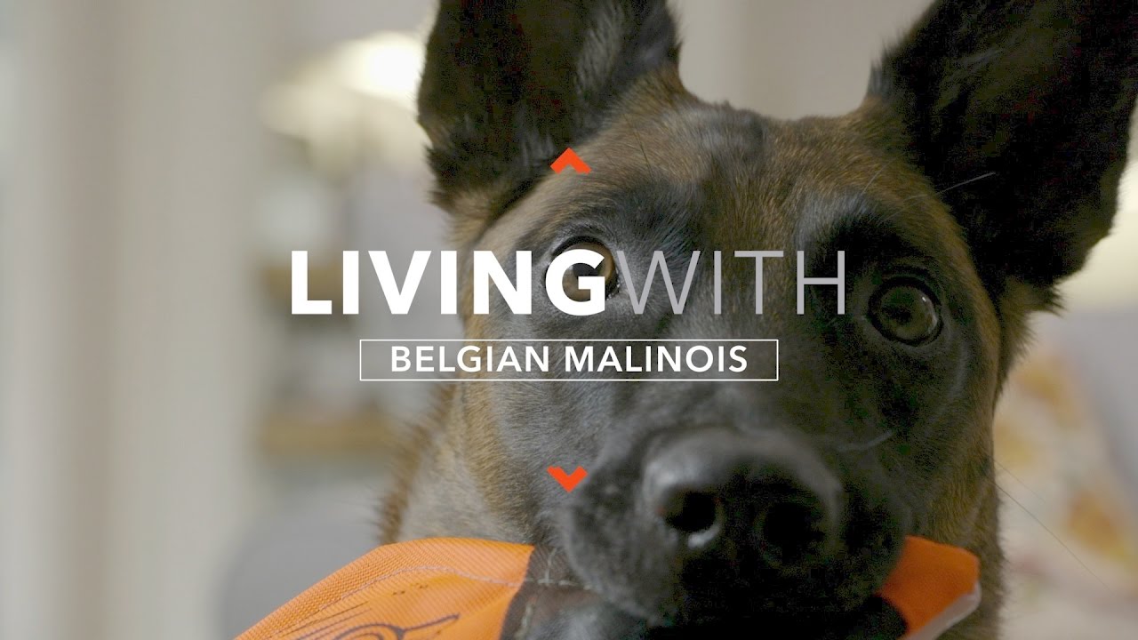 ALL ABOUT LIVING WITH BELGIAN MALINOIS