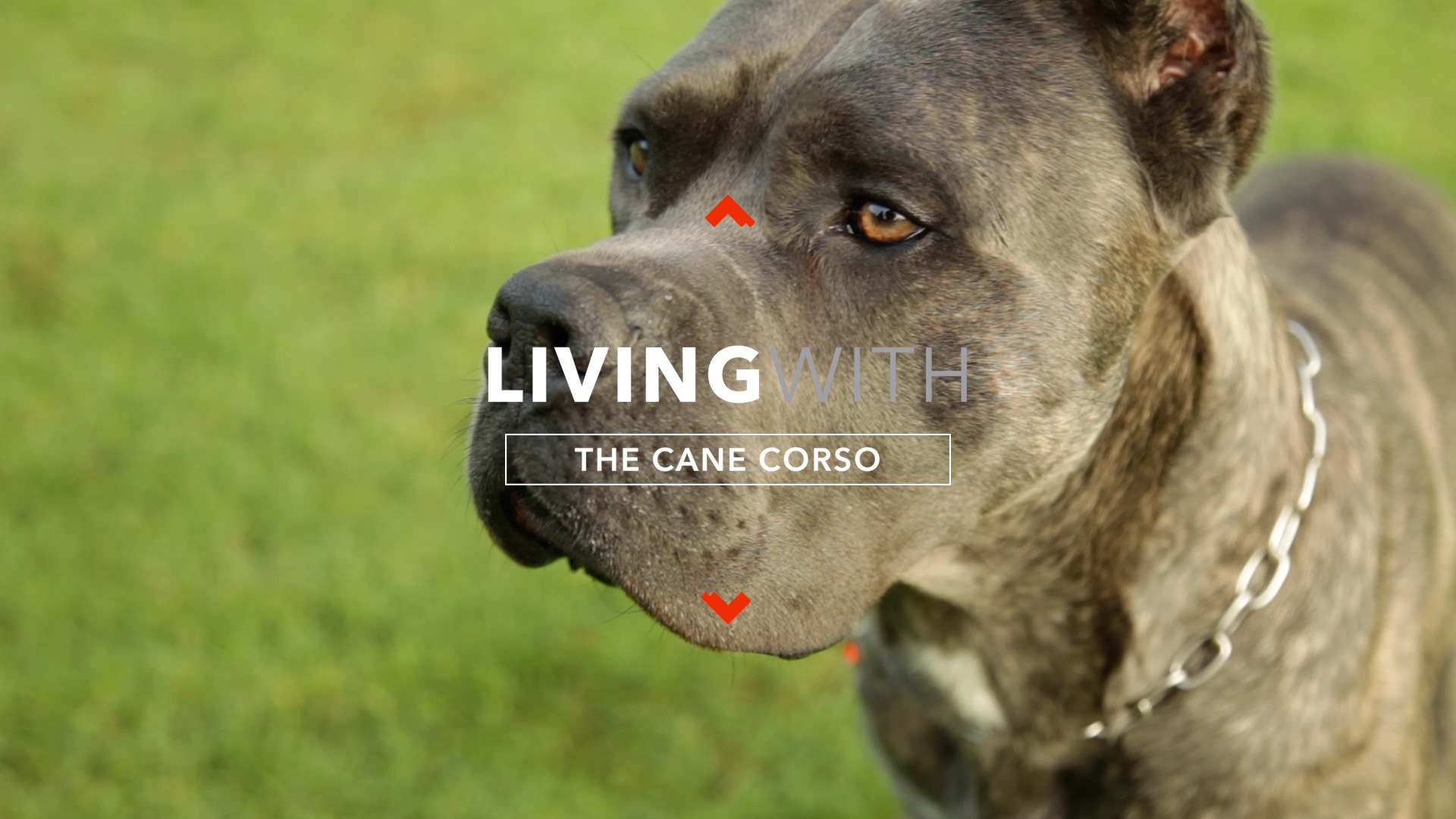 ALL ABOUT LIVING WITH CANE CORSO