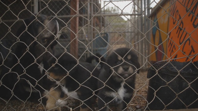 Tibetan Mastiffs 4k 2