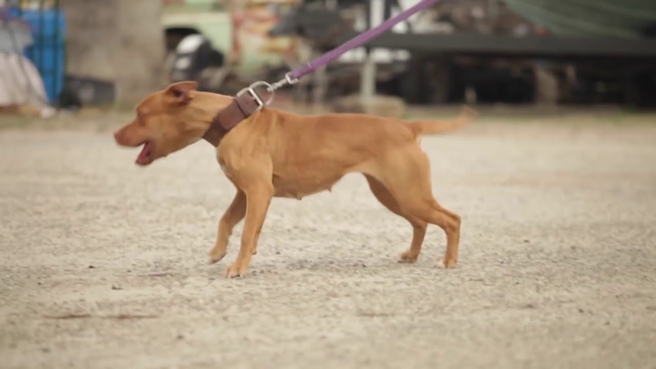 INTERVIEW WITH A GAME AMERICAN PIT BULL TERRIER BREEDER