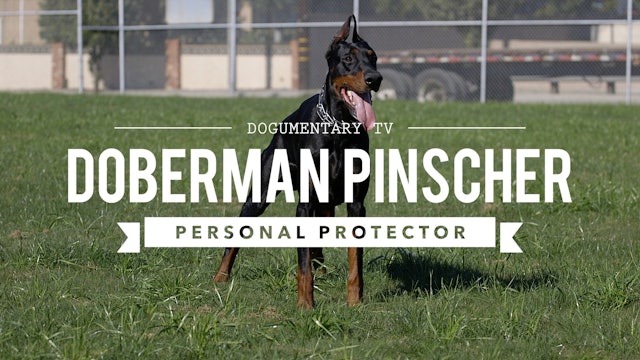 DOBERMAN PINSCHERS ARE GREAT PERSONAL PROTECTORS