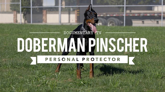 DOBERMAN PINSCHERS ARE GREAT PERSONAL...