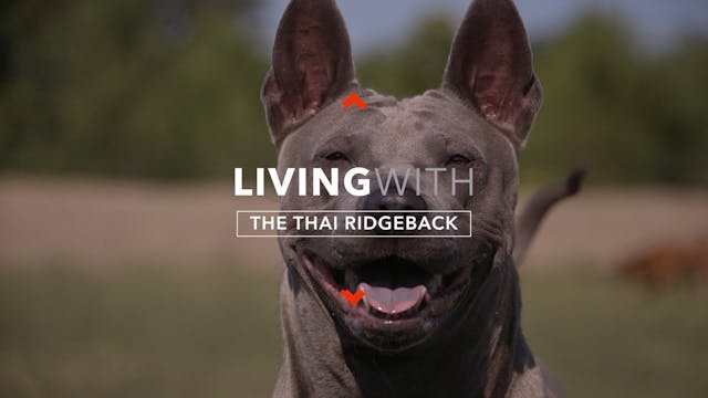 ALL ABOUT LIVING WITH THE THAI RIDGEBACK