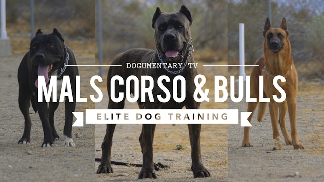 CANE CORSO BELGIAN MALINOIS PIT MIX - ELITE DOG TRAINING