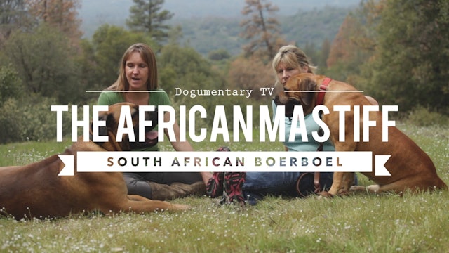 THE BOERBOEL A MASTIFF DOG BRED TO DO BATTLE WITH AFRICAN LIONS