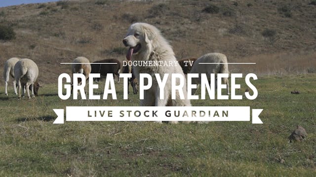 GREAT PYRENEES: LIVE STOCK GUARDIAN I...