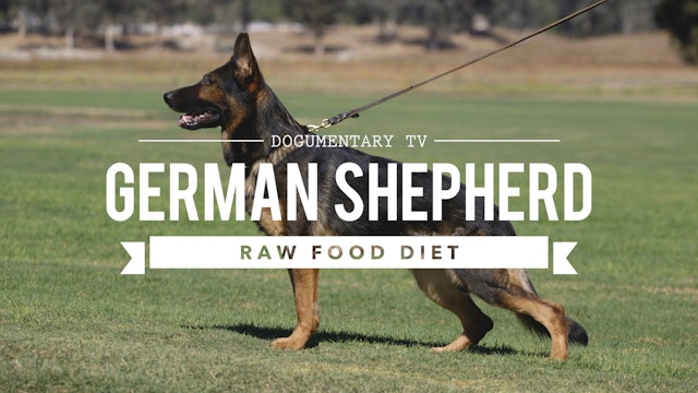 GERMAN SHEPHERD DOGS AND A RAW FOOD DIET