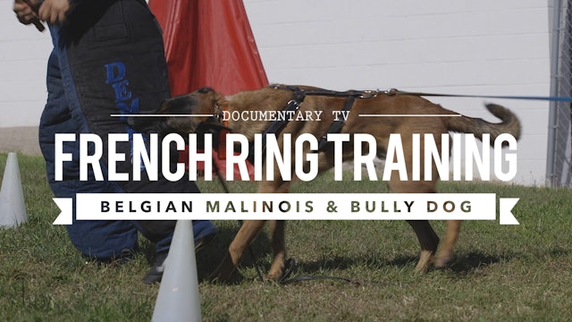 BELGIAN MALINOIS & AMERICAN BULLY DOG: FRENCH RING TRAINING