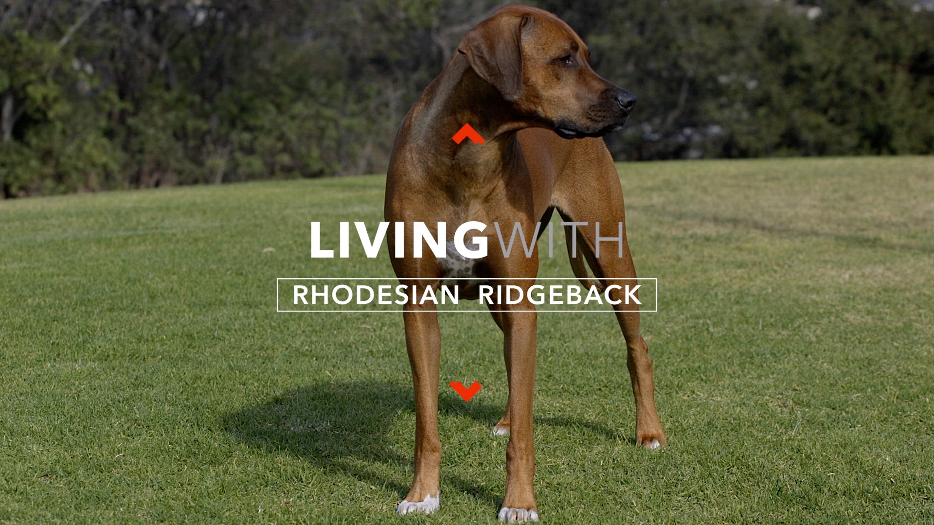 Dogumentary TV Video