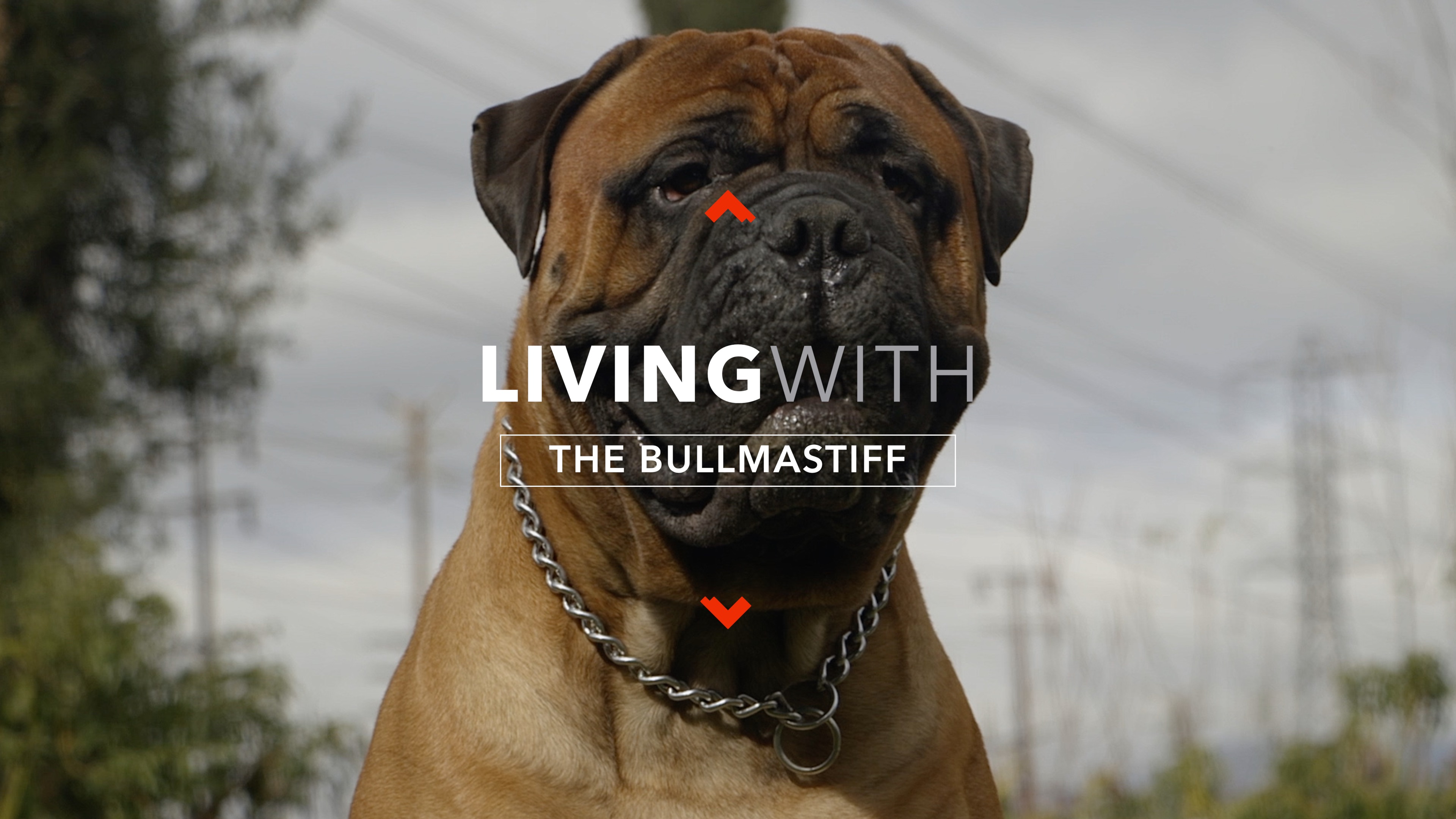 ALL ABOUT LIVING WITH THE BULLMASTIFF