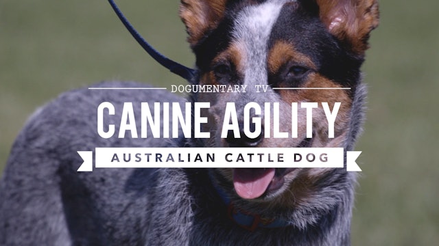 AUSTRALIAN CATTLE DOG: CANINE AGILITY