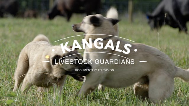 All About Kangals Livestock Guardians