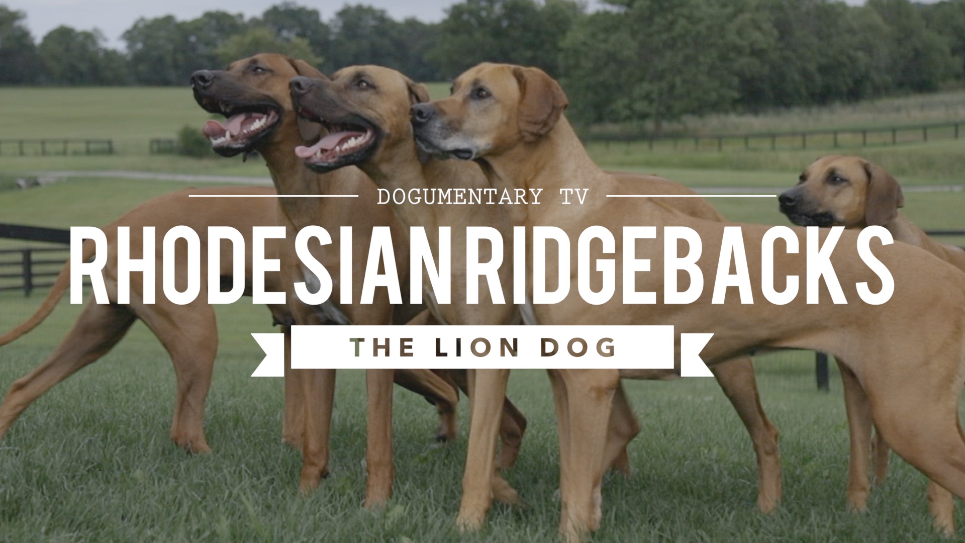Dogumentary TV Video
