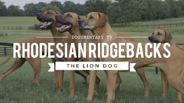 ALL ABOUT RHODESIAN RIDGEBACKS