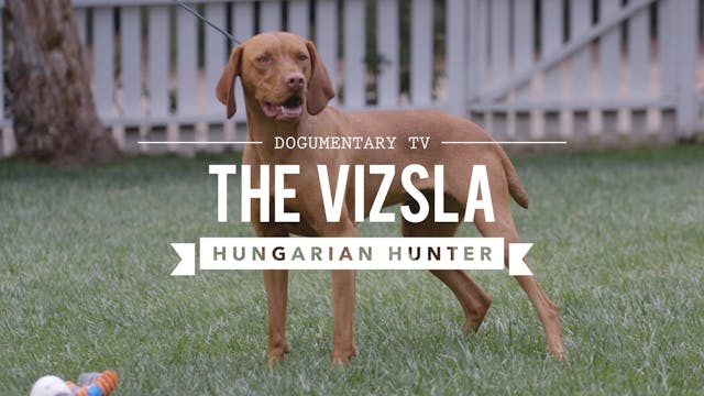 ALL ABOUT VIZSLA