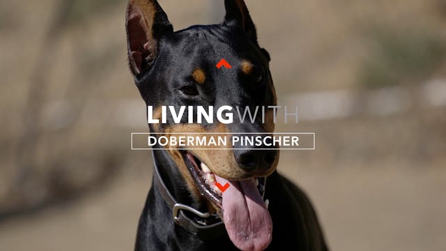 ALL ABOUT LIVING WITH DOBERMAN PINSCHERS