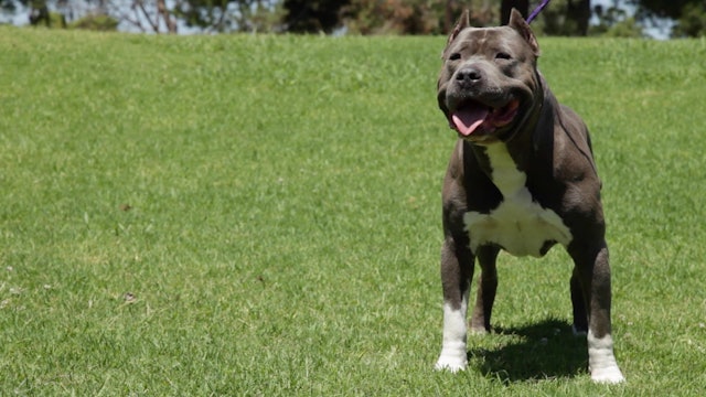 DIESEL DOGS - SOME OF THE FINEST XL PITBULLS YOU'LL SEE