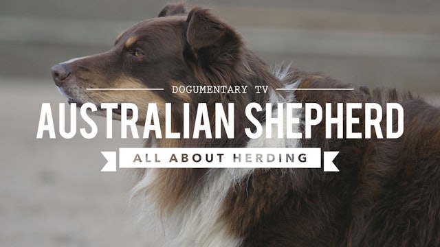 AUSTRALIAN SHEPHERDS ALL ABOUT HERDING