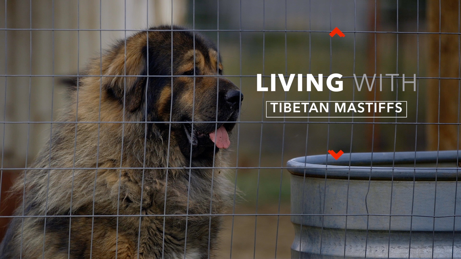 Dogumentary TV Video