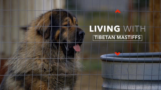 LIVING WITH TIBETAN MASTIFFS