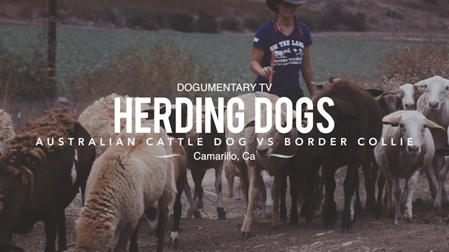 HERDING DOGS: BORDER COLLIE VS. AUSTRALIAN CATTLE DOG