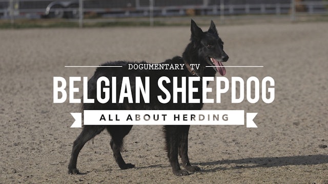 GROENENDAEL BELGIAN SHEEPDOG ALL ABOUT HERDING