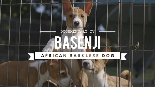 ALL ABOUT BASENJI BARKLESS AFRICAN DOG