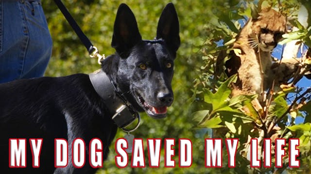 MY DOG SAVED MY LIFE... SHOCKING BATT...