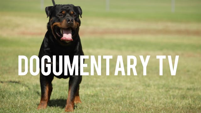 ROTTWEILERS: GERMAN SERBIAN AND AMERI...