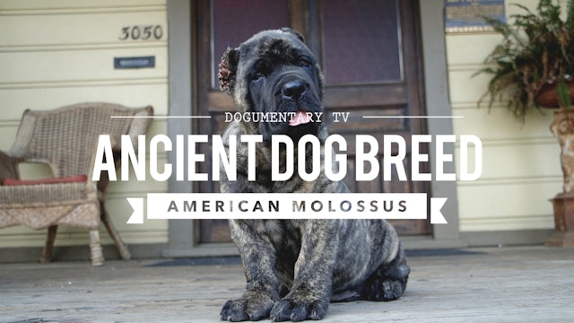 AMERICAN MOLOSSUS: A RECREATION OF AN ANCIENT DOG BREED
