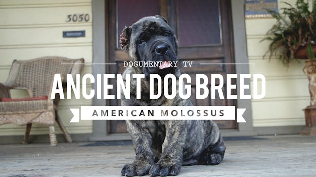 AMERICAN MOLOSSUS: A RECREATION OF AN...