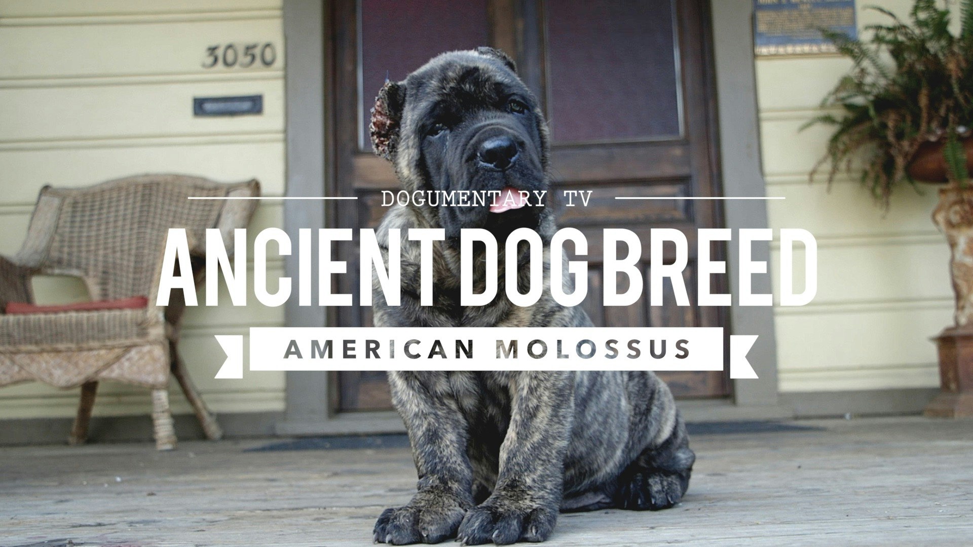 American Molossus A Recreation Of An Ancient Dog Breed Dog Breed Documentaries Dogumentary Tv