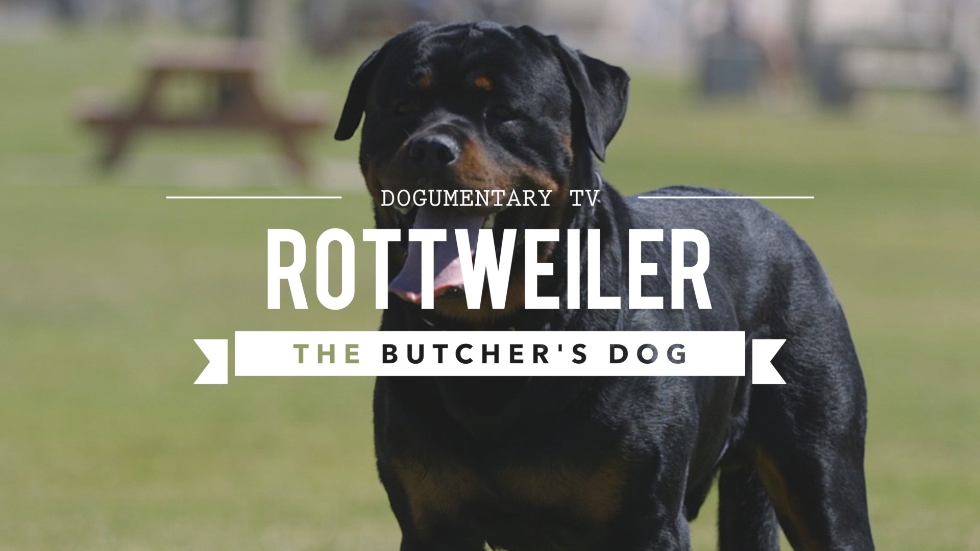 Dogumentary TV Video