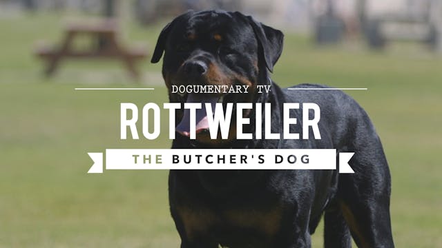 ALL ABOUT THE ROTTWEILER: THE BUTCHER...
