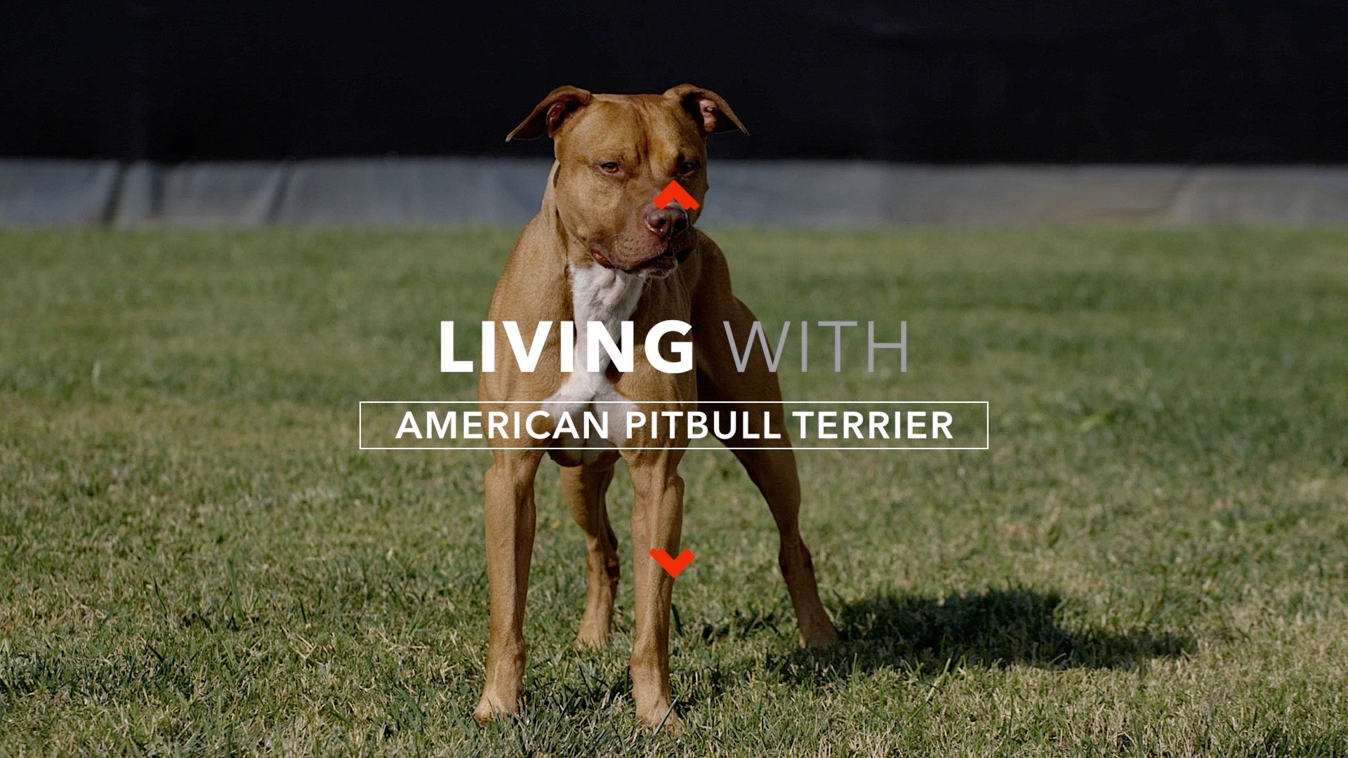 ALL ABOUT LIVING WITH THE AMERICAN PITBULL TERRIER