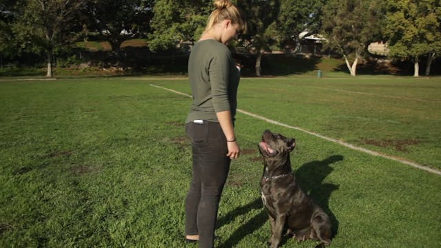 CANE CORSO VERSUS BELGIAN MALINOIS WO...