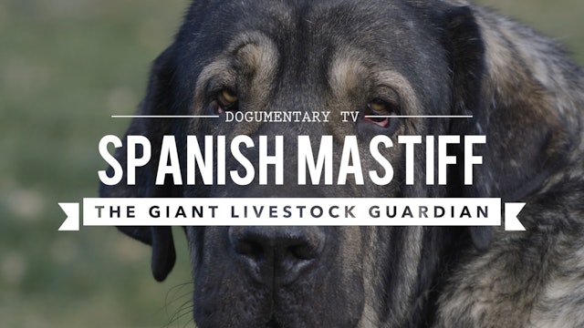 SPANISH MASTIFF: THE LARGEST DOG BREED YOU DIDN'T  KNOW EXISTED